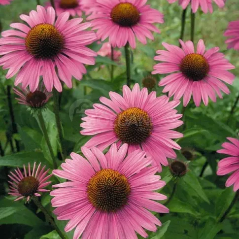 Ბოლქვი HBM ექინაცეა ვარდისფერი I 1 ც თბილისი - photo 1