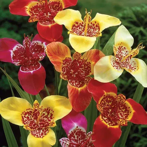 HBM Tigridia Mix 5/7 5 шт. Тбилиси