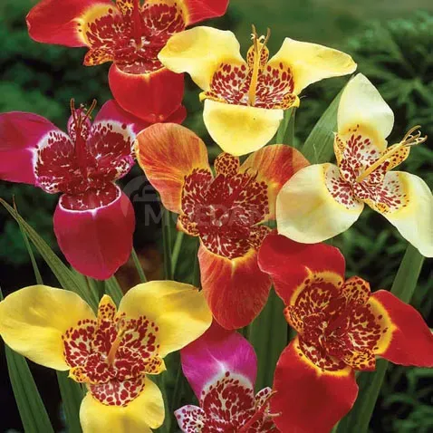 HBM Tigridia Mix 5/7 5 шт. Тбилиси - изображение 1