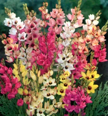 HBM BES Ixia Mix 5/7 8 шт. Тбилиси