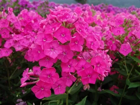 HBM Phlox Pink I 1 шт. Тбилиси