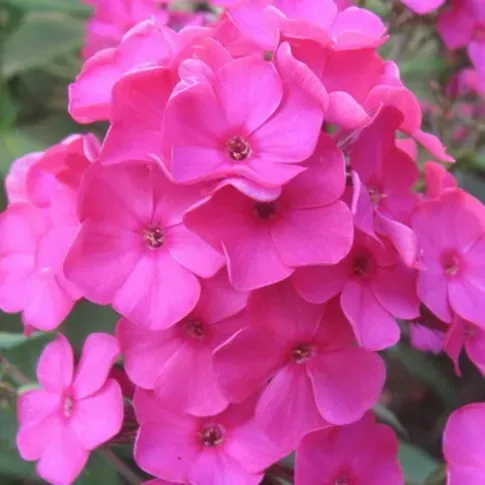 HBM Phlox Pink I 1 шт. Тбилиси