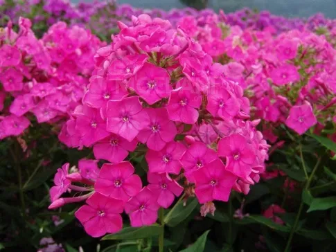 HBM Phlox Pink I 1 шт. Тбилиси - изображение 2