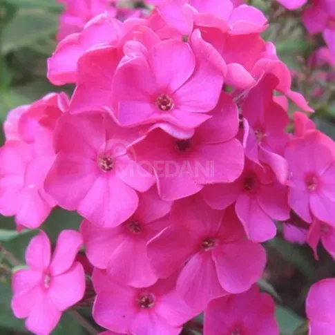 HBM Phlox Pink I 1 шт. Тбилиси - изображение 1