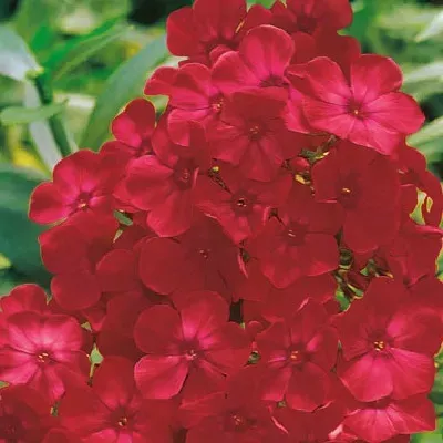 HBM Phlox Red I 1 шт. Тбилиси