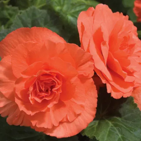 HBM Бегония Двойной Оранжевый 4/5 2 шт. Тбилиси