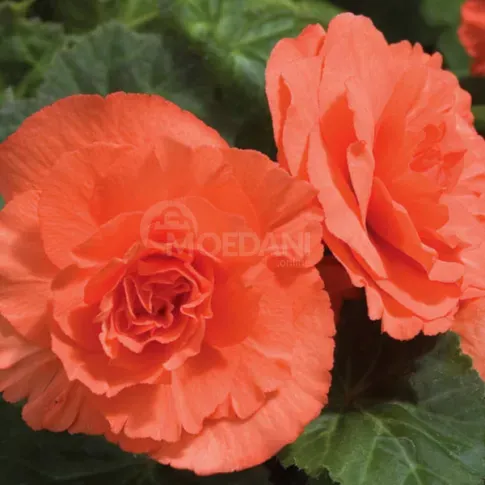 Ბოლქვი HBM ბეგონია Double ნარინჯისფერი 4/5 2 ც თბილისი - photo 1