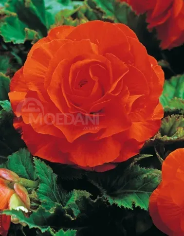 Ბოლქვი HBM ბეგონია Double ნარინჯისფერი 4/5 2 ც თბილისი - photo 2