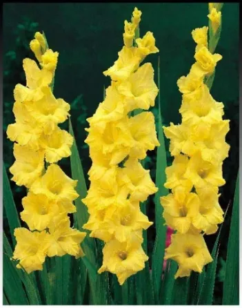 HBM Gladiolus Nova Lux 10/12 5 шт. Тбилиси