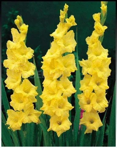 HBM Gladiolus Nova Lux 10/12 5 шт. Тбилиси - изображение 1