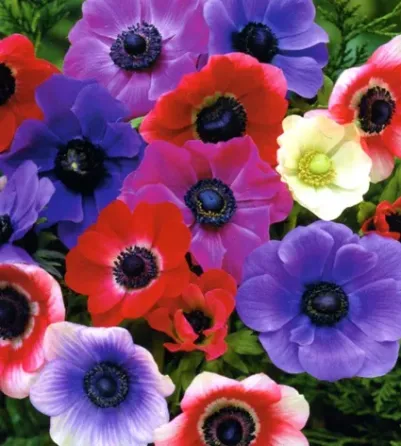 HBM Anemone De Caen 5/6 10 шт. Тбилиси