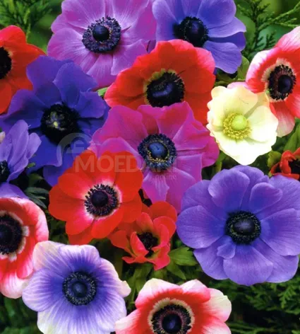 HBM Anemone De Caen 5/6 10 шт. Тбилиси - изображение 1