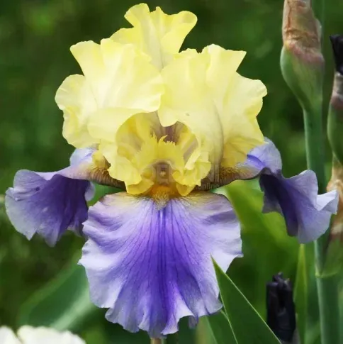 HBM Iris Edith Wolford I 1 шт. Тбилиси - изображение 1