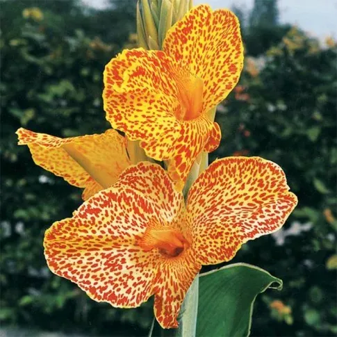 Ბოლქვი HBM კანა Picasso I 1 ც თბილისი