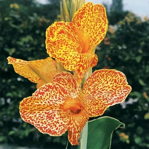 Ბოლქვი HBM კანა Picasso I 1 ც თბილისი - photo 1