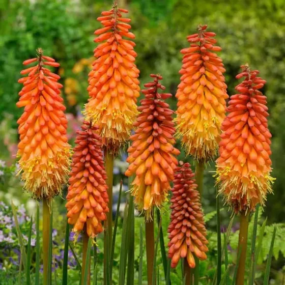 Ბოლქვი ფესვურა HBM BES Kniphofia Alcazar I 1 ც თბილისი