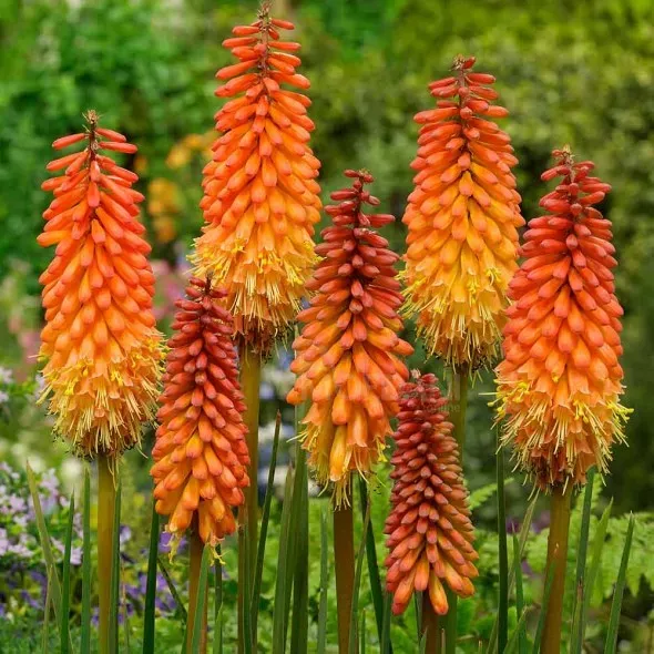 Ბოლქვი ფესვურა HBM BES Kniphofia Alcazar I 1 ც თბილისი - photo 1