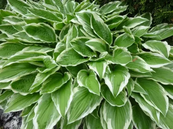Ბოლქვი მასპინძელი HBM BES Hosta Undulata Albomarginata II 1 ც თბილისი