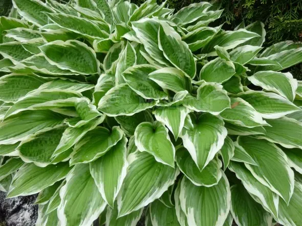 Ბოლქვი მასპინძელი HBM BES Hosta Undulata Albomarginata II 1 ც თბილისი - photo 1