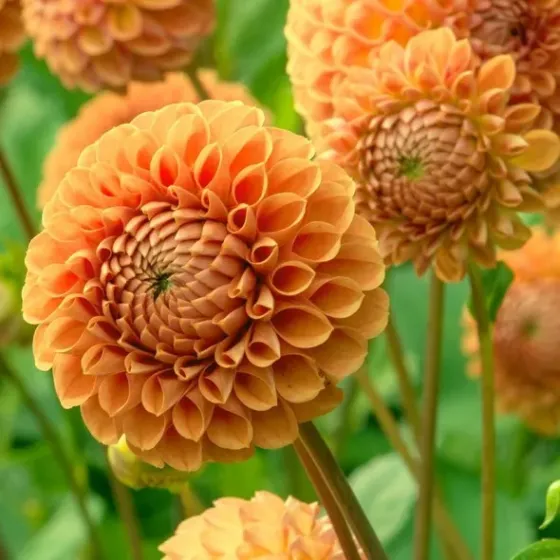 Ბოლქვი გეორგინა HBM BES Dahlia Colour Spectacle II 1 ც თბილისი