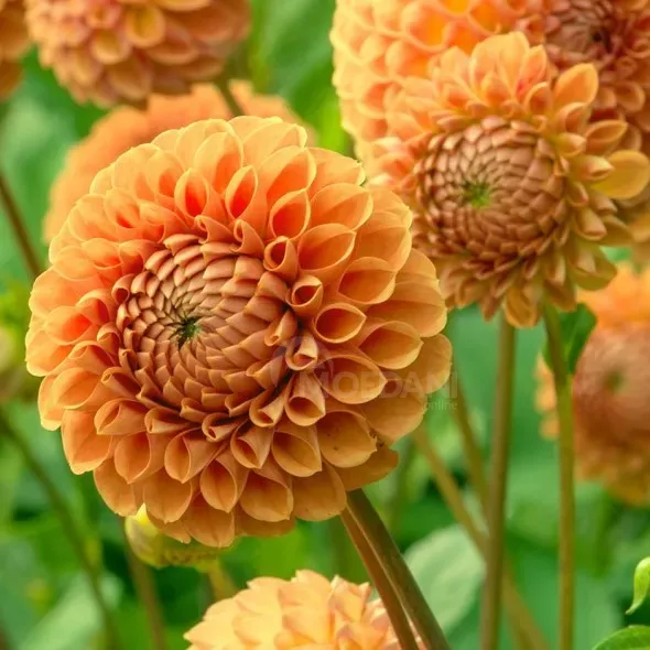 Ბოლქვი გეორგინა HBM BES Dahlia Colour Spectacle II 1 ც თბილისი - photo 1