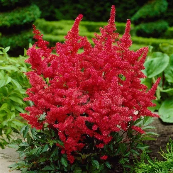 Ბოლქვი წითელი ასტილბა HBM 1/2 1 ც თბილისი - photo 1