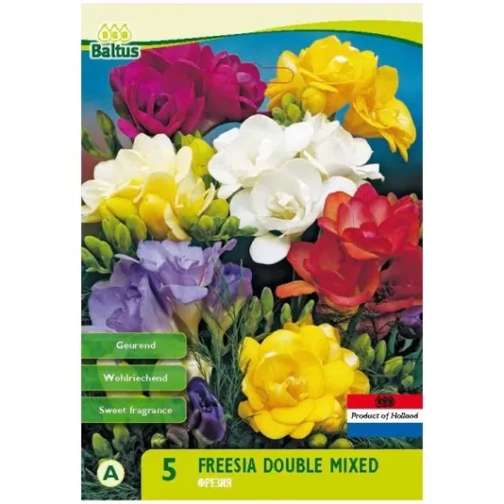 Ბოლქვი ფრეზია HBM freesia double mixed 8 ც თბილისი