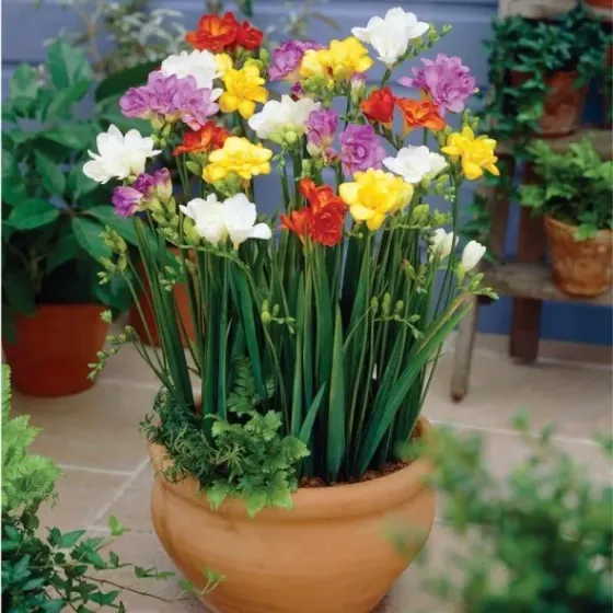 Ბოლქვი ფრეზია HBM freesia double mixed 8 ც თბილისი