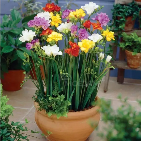 Ბოლქვი ფრეზია HBM freesia double mixed 8 ც თბილისი - photo 1