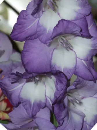 Ბოლქვი გლადიოლუსი Blue Isle HBM 10/12 5 ც თბილისი