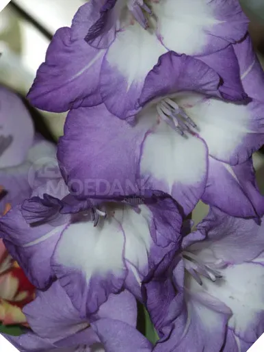 Ბოლქვი გლადიოლუსი Blue Isle HBM 10/12 5 ც თბილისი - photo 1