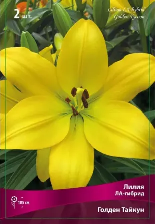 Ბოლქვი შროშანი Golden Tycoon HBM 2 ც. თბილისი