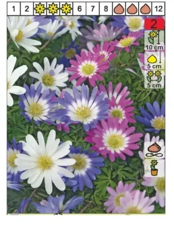 Ბოლქვი BES Anemone Blanda Mixed 5/7 8 ც თბილისი