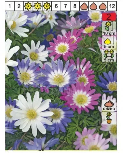 Ბოლქვი BES Anemone Blanda Mixed 5/7 8 ც თბილისი - photo 1