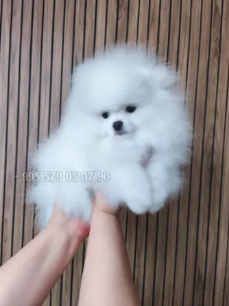 გასაყიდად გთავაზობთ თეთრ პომერანიული ჯიშის ლეკვებს: საუკეთესო გენები, FCI-ის გენეალოგია ბათომსა და თბილისში. თბილისი