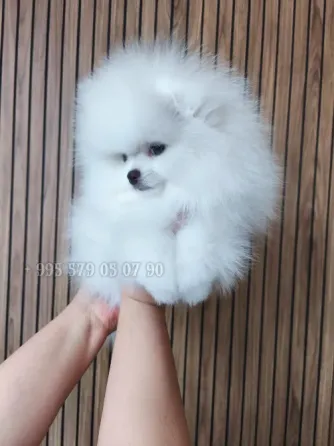 გასაყიდად გთავაზობთ თეთრ პომერანიული ჯიშის ლეკვებს: საუკეთესო გენები, FCI-ის გენეალოგია ბათომსა და თბილისში. თბილისი