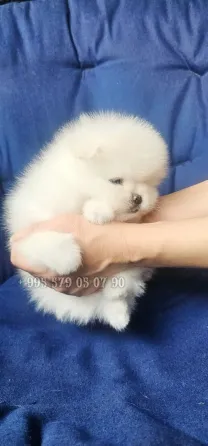 გასაყიდად გთავაზობთ თეთრ პომერანიული ჯიშის ლეკვებს: საუკეთესო გენები, FCI-ის გენეალოგია ბათომსა და თბილისში. თბილისი