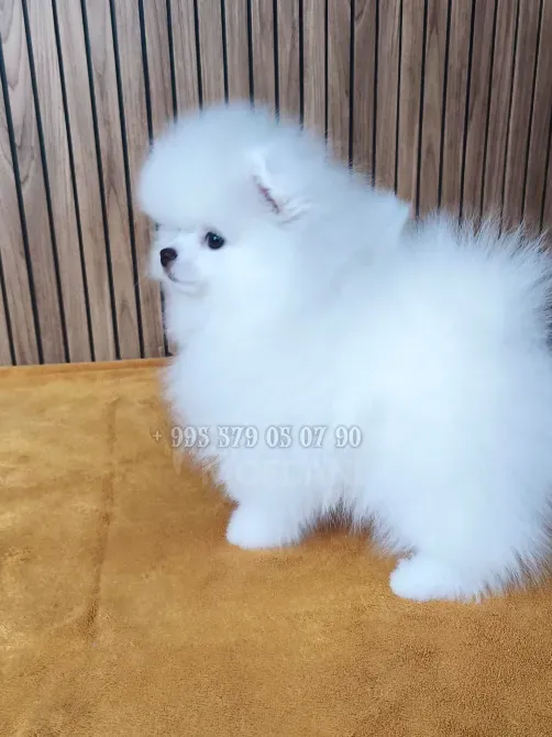 გასაყიდად გთავაზობთ თეთრ პომერანიული ჯიშის ლეკვებს: საუკეთესო გენები, FCI-ის გენეალოგია ბათომსა და თბილისში. თბილისი - photo 4