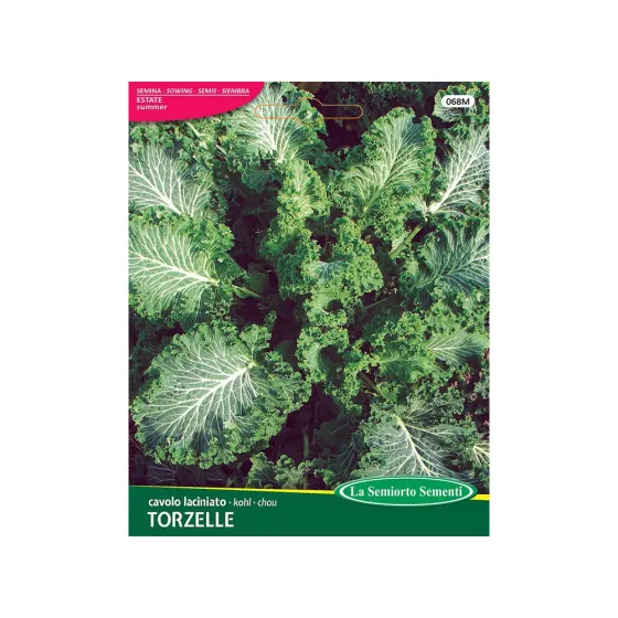 Კომბოსტოს თესლი Curly Kale Dwarf Green Curled 068-MAXIOr თბილისი