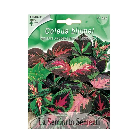 Კოლეუსის თესლი Coleus Arcobaleno in MIX Fi526-MAXIFlor თბილისი