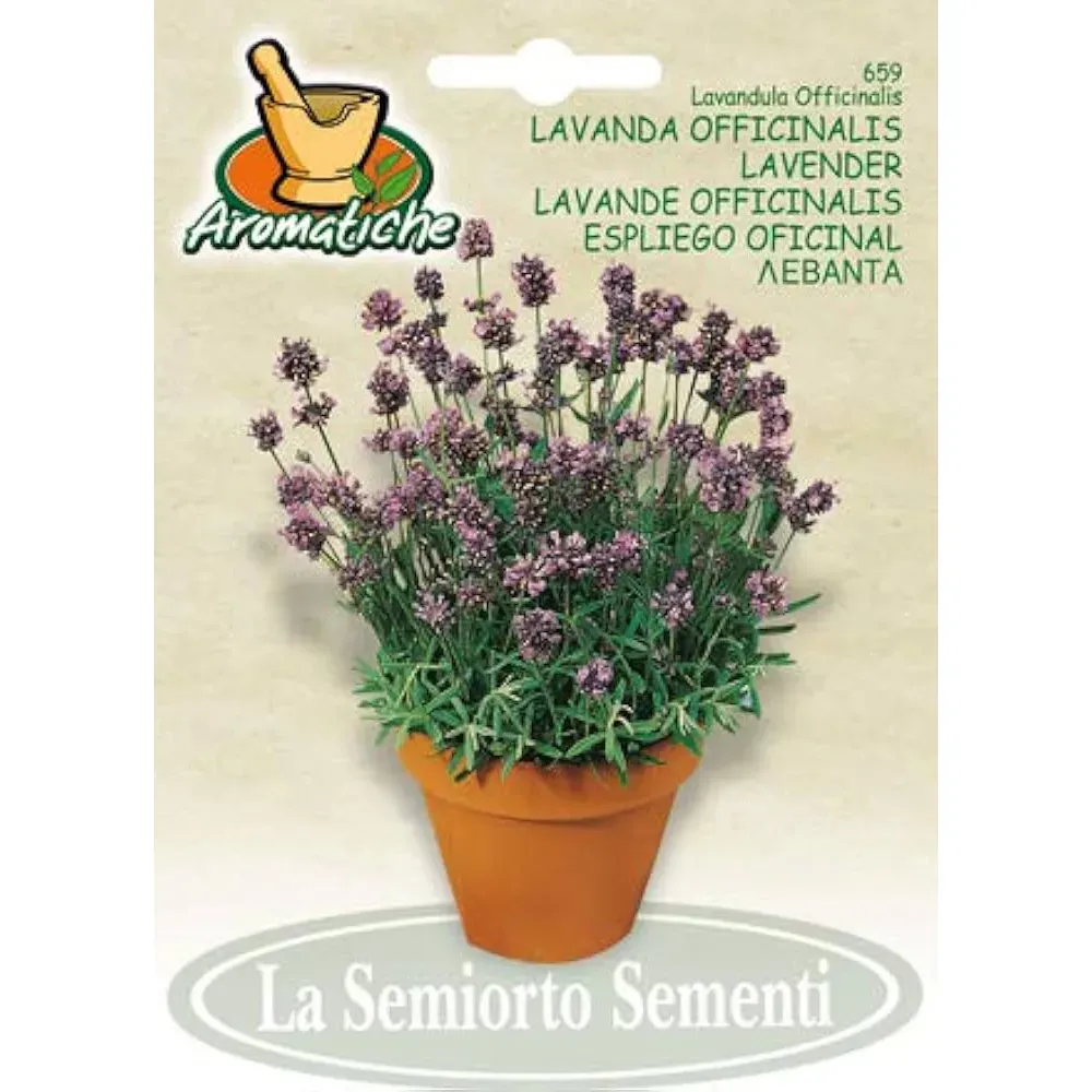 Lavender seeds Lavender Officinalis 659-MAXIAr Tbilisi - photo 1