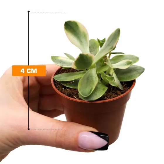 Კრაცულა Crassula several Moneymaker Varigata 4 სმ თბილისი