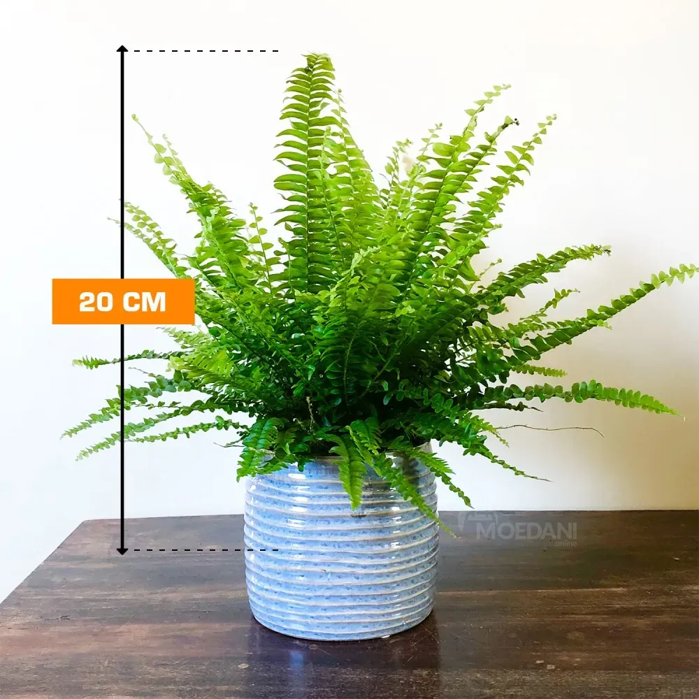 Nephrolepis Boston Blue Bell 20 cm Tbilisi - photo 1