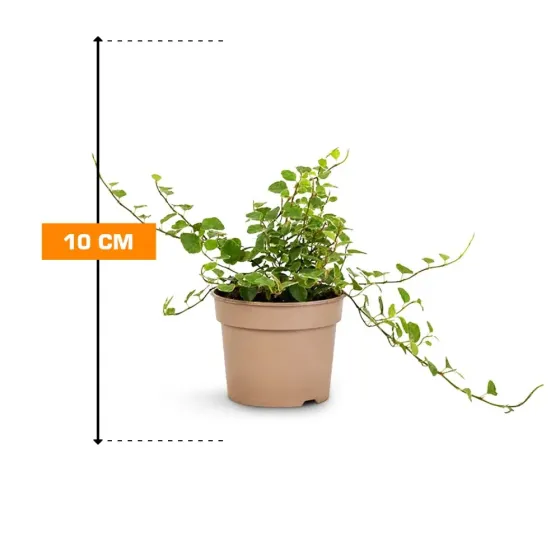 Ფიკუსი Ficus Pu White Sunny 10 სმ თბილისი