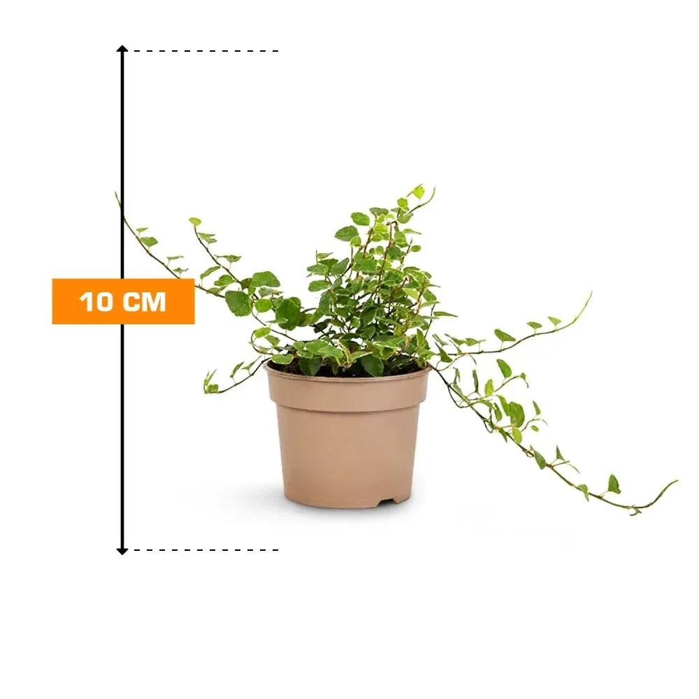 Ფიკუსი Ficus Pu White Sunny 10 სმ თბილისი - photo 1