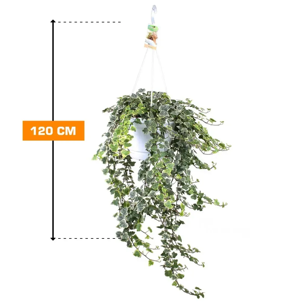 Hedera Hedera White Wonder 120 cm Tbilisi - photo 1