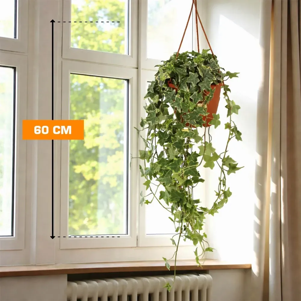 Hedera Hedera Elja 60 cm Tbilisi - photo 1