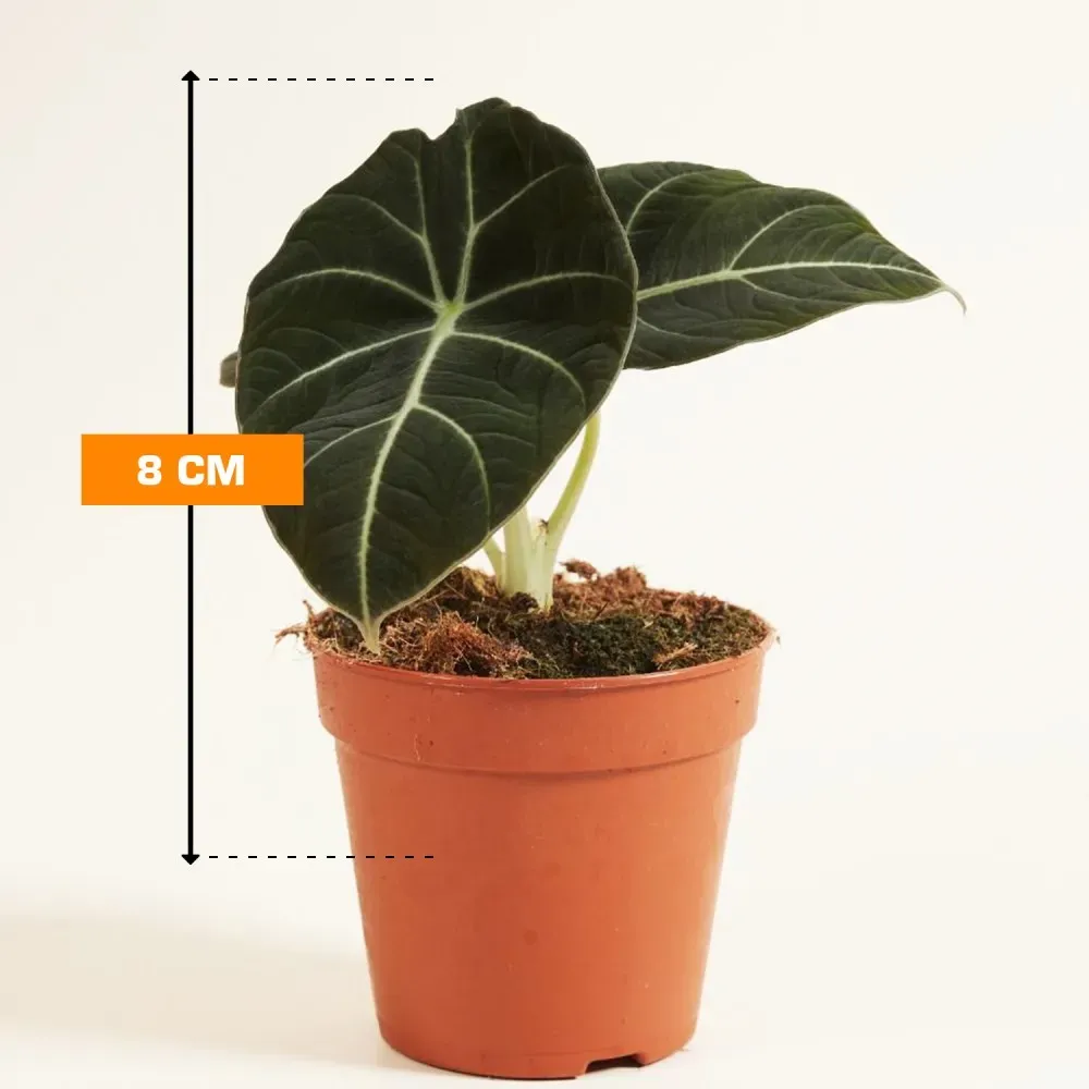 Alocasia Black Velvet 8 cm Tbilisi - photo 1
