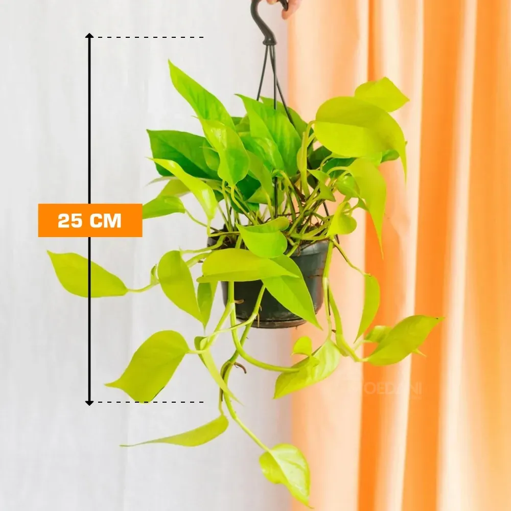 Epipremnum Golden Pothos pinnatum 25 cm Tbilisi - photo 1