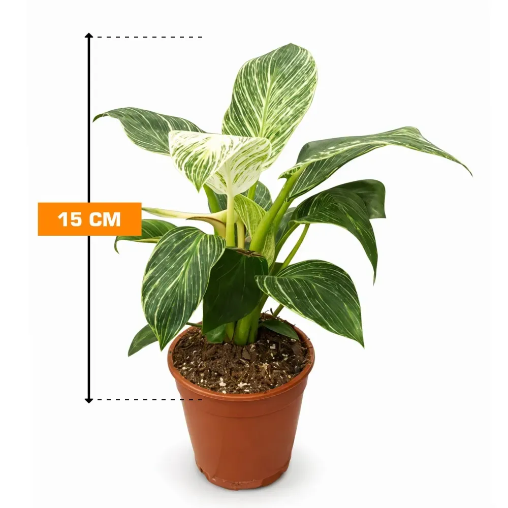 Philodendron Birkin 15 cm Tbilisi - photo 1